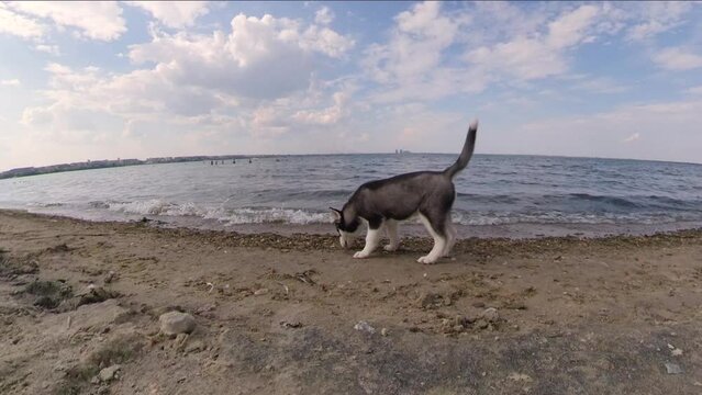 Puppy on the beach. A Siberian Husky puppy walks on the beach near the water. He sniffs the wet sand on the coast and then looks into the camera.