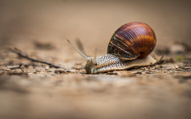 Snail always feels at home. At a snail's pace