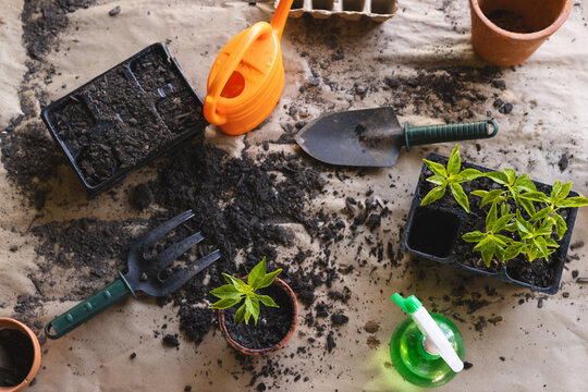 Gardening tools and young plants are ready for potting, with copy space