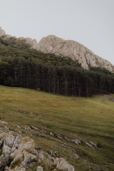 meadow with fir trees at the foot of the mountain. Piatra Secuiului in Romania