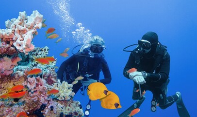 Scuba divers couple near beautiful coral reef surrounded with shoal of red coral fish and two yellow butterfly fish