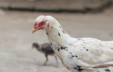 Native Indonesian female chicken looking for food in the yard © Bangun