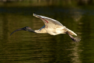 Sacred white ibis in flight over water with red under wings