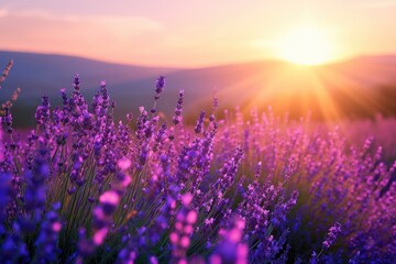 Beautiful lavender fields at sunset in the mountains. - obrazy, fototapety, plakaty