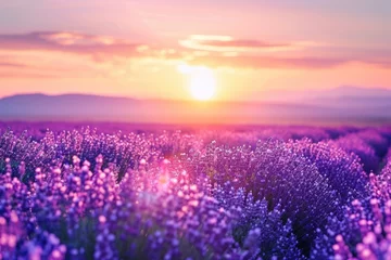 Deurstickers Bestemmingen Lavender field sunset and lines  Lavender