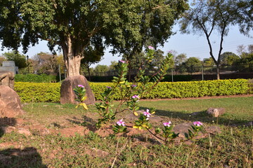 This is photo of nature environment at Dulhadev temple, Khajuraho temple in India