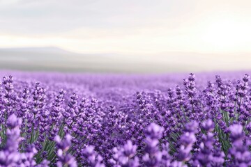 lavender filed background for beauty products