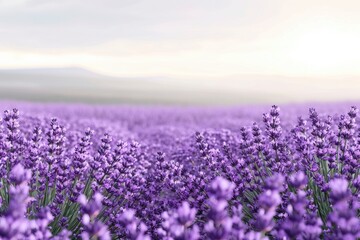 Obraz premium lavender filed background for beauty products