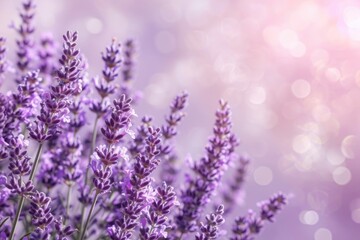 lavender filed background for beauty products
