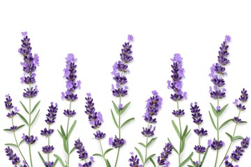 Lavender flower twigs isolated on white background  Lavender