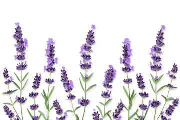 Obraz premium Lavender flower twigs isolated on white background Lavender