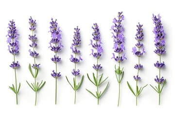 Fototapeta premium Lavender flowers group isolated on white background Lavender flowers Lavender