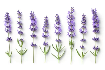Fotobehang Lavender flowers group isolated on white background  Lavender flowers  Lavender © darshika