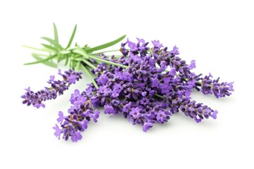 Isolated lavender flowers on white background.
