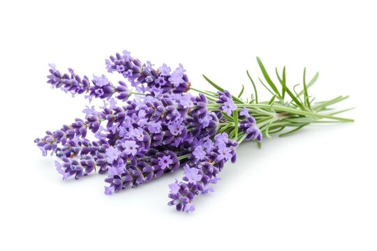 Isolated lavender flowers on white background.