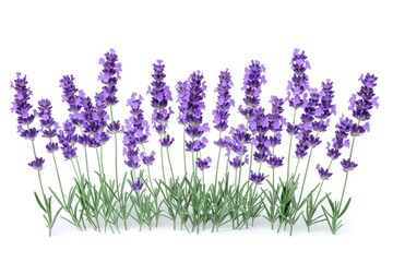 Obraz premium Lavender flowers isolated on white background