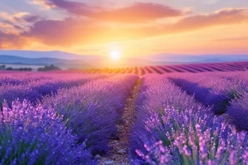 Rideaux occultants Destinations Lavender  Provence  Lavender field at sunset  Valensole Plateau