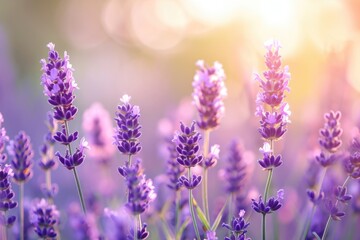 Purple lavender flowers in a dreamy Japanese field.