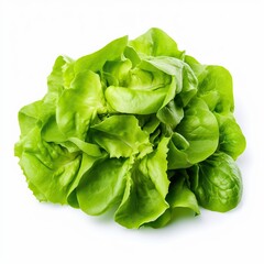 lettuce green leaf salad isolated on white background. Full depth of field