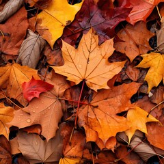 Fototapeta premium In the embrace of autumn's gentle descent, the fallen leaves create a mosaic of nature's exquisite decay. Each leaf, now detached from its arboreal home