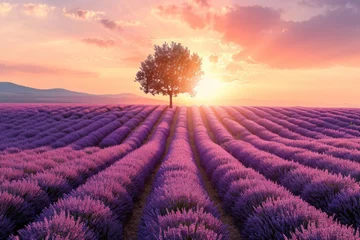 Fotobehang sun setting or rising over a lavendar field with a single tree © darshika