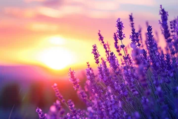 Schilderijen op glas Sunset in Provences violet lavender field. © darshika