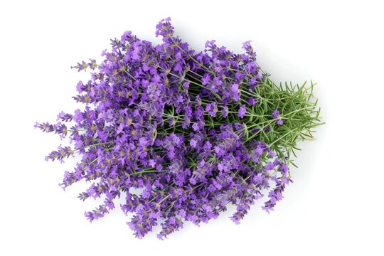 Purple lavender flowers on white background.