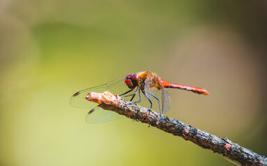 Red dragonfly on a branch
