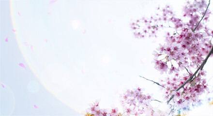 春・満開の桜の花に差し込む日の光　レンズフレアとゴーストの背景　入学・入社・卒業・新生活