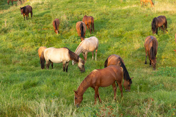 Naklejka na ściany i meble Herd, a group of young horses in a mountain pasture.