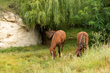 Herd, a group of young horses in a mountain pasture.