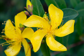 close up of yellow flower