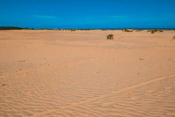 View of Mangrove trees growing on the sand dunes of Mambrui Sand dunes in Mambrui Beach in Malindi, Kenya 