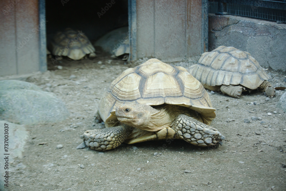 Wall mural sulcata tortoise