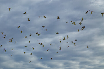flock of birds
