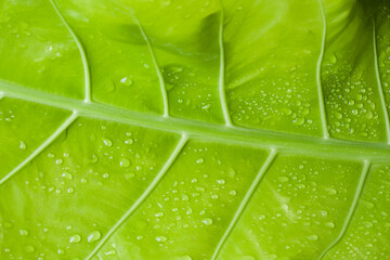 Background of veins on leaves
