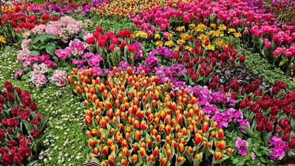Top view of various types of flowers blooming in daylight