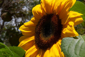 Sydney Australia, common sunflower with bright yellow petals in sunshine