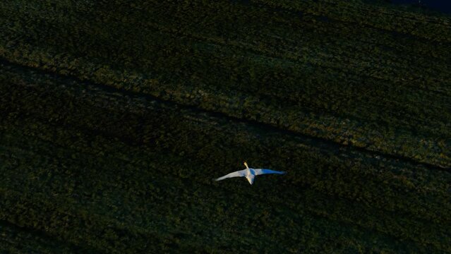 Slow motion shot of swan flying over agricultural fields at sunrise