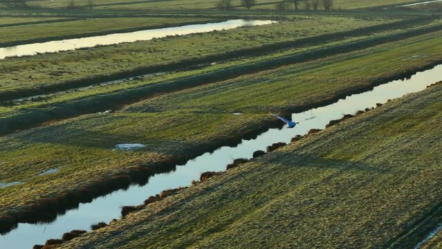 Swan flying over green fields at sunrise