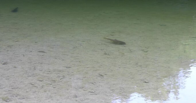 Static video of fish swimming in a pool of water in the Hamilton Pool Preserve in Wimberly Texas.