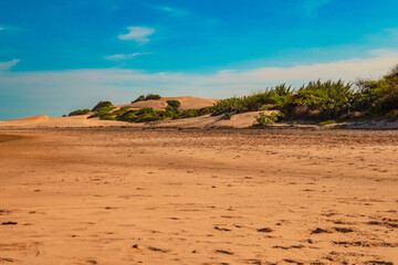 View of Mangrove trees growing on the sand dunes of Mambrui Sand dunes in Mambrui Beach in Malindi, Kenya 