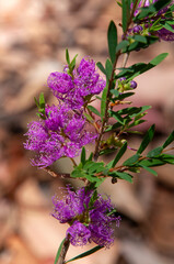 Sydney Australia, purple flower of the native melaleuca thymifolia, commonly known as thyme honey-myrtle