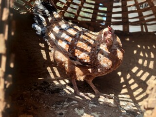 closeup shot of indian domestic hen standing in cage and looking curiously at camera.farmer raise this hen as side occupation beside farming - obrazy, fototapety, plakaty