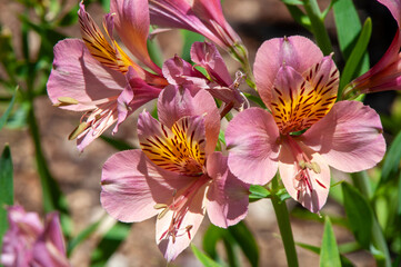 Sydney Australia, pink flowers of a alstroemeria or peruvian lily in garden