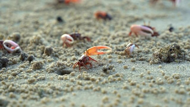 Group of male fiddler crabs, austruca annulipes waving their asymmetric claws, performing courtship dance around their burrow during low tide period, close up shot of marine wildlife.