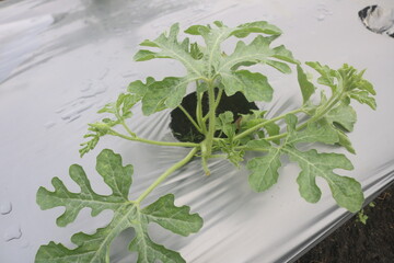 
Watermelon is a delicious and refreshing fruit known for its juicy flesh and vibrant color....