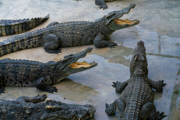 Asian crocodile feeding meat sleep in outdoor farm