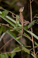 Brown Basilisk or Striped Basilisk - basiliscus vittatus at the Jardin Botanico near Puerto Morelos, Mexico