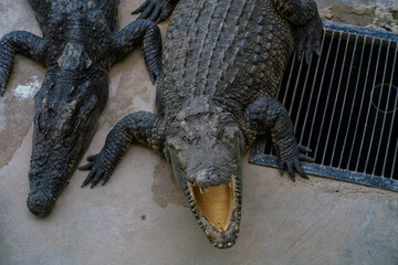 Asian crocodile feeding meat sleep in outdoor farm